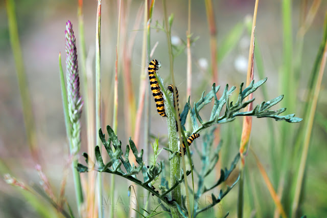 Beautiful image of Cinnabar moth caterpillars on a plant with shallow depth of field