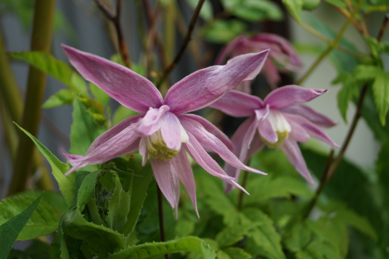 Lillians hage Nydelig fylt rosa alpeklematis Clematis alpina Pink