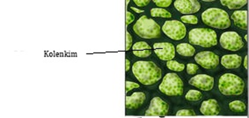 Struktur dan Fungsi Jaringan Pada Tumbuhan - BIJAK
