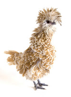 Nettoyer une poule de concours en 4 étapes