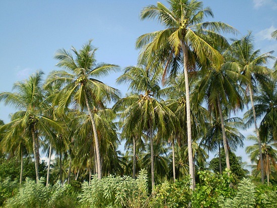  gambar pohon kelapa Indonesiadalamtulisan Terbaru 2020