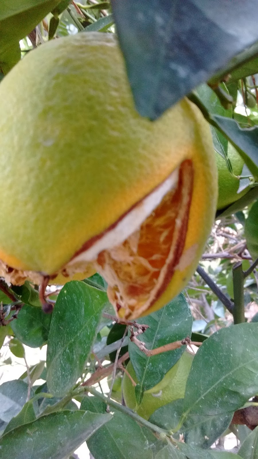 My Two Cents Splitting Oranges