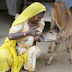 Απίστευτο ΒΙΝΤΕΟ: Ινδή… θηλάζει ορφανό μοσχάρι για να μεγαλώσει!!!