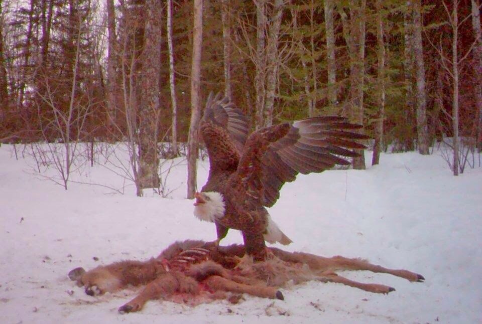 eagle eating deer