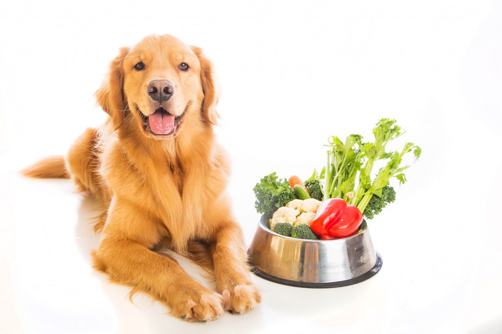 Right Food for Your Dog’s Diet