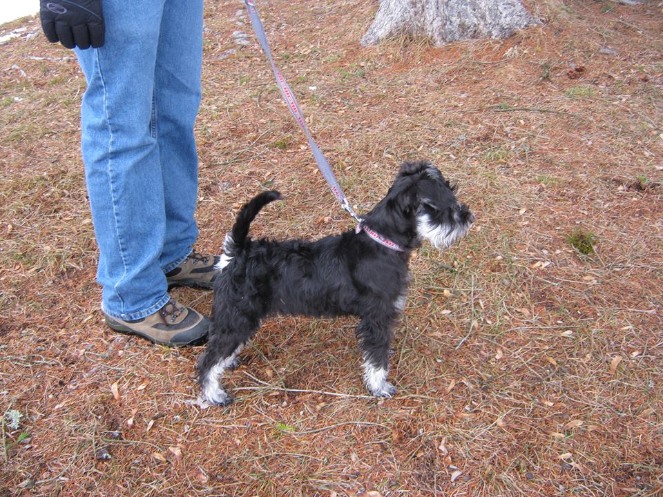 Schnauzer Undocked Tail 2025