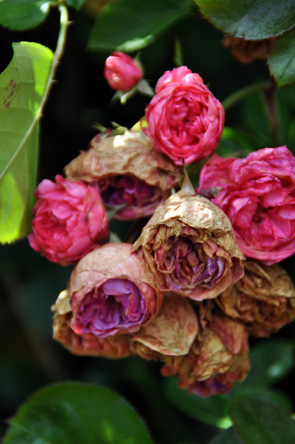 Lost & Found Dying roses
