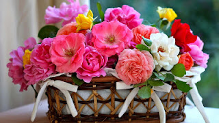 Happy Rose Day 2017 Whatsapp DP Happy Rose Day 2017 Whatsapp DP