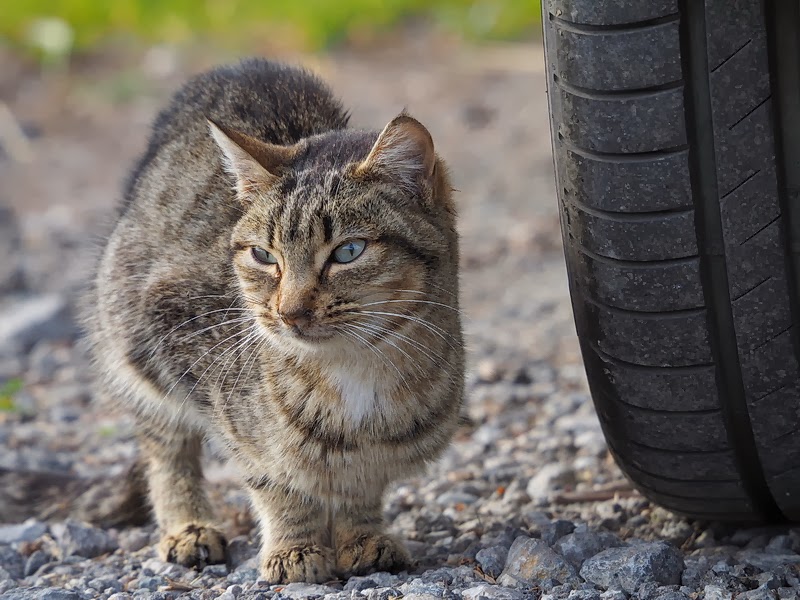 Olympus OMD EM1 + M.Zuiko 75-300 a 164 (328) mm • ISO 320 • 1/320 • f/5,8