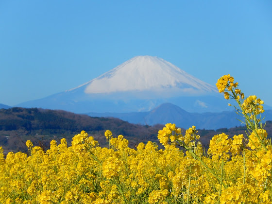 菜の花と富士：二宮町吾妻山