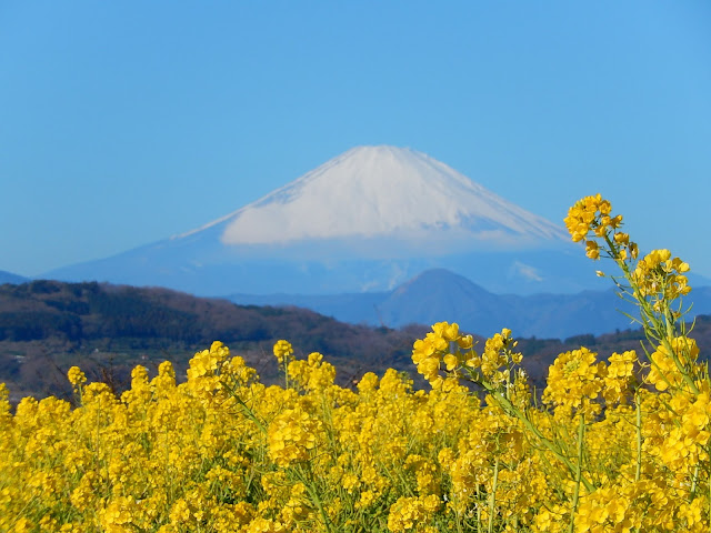 �؂̉Ԃƕx�m�F��{����ȎR