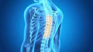 النخاع الشوكي : ( Spinal –Cord )