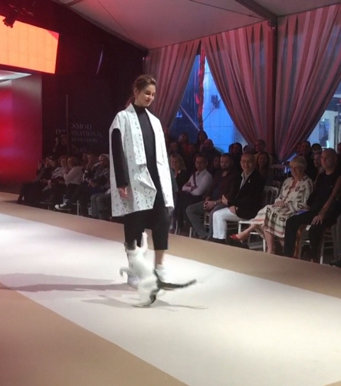 Cat Gave A Whole New Fascinating Meaning To A Fashion Show When It Randomly Joined The Catwalk