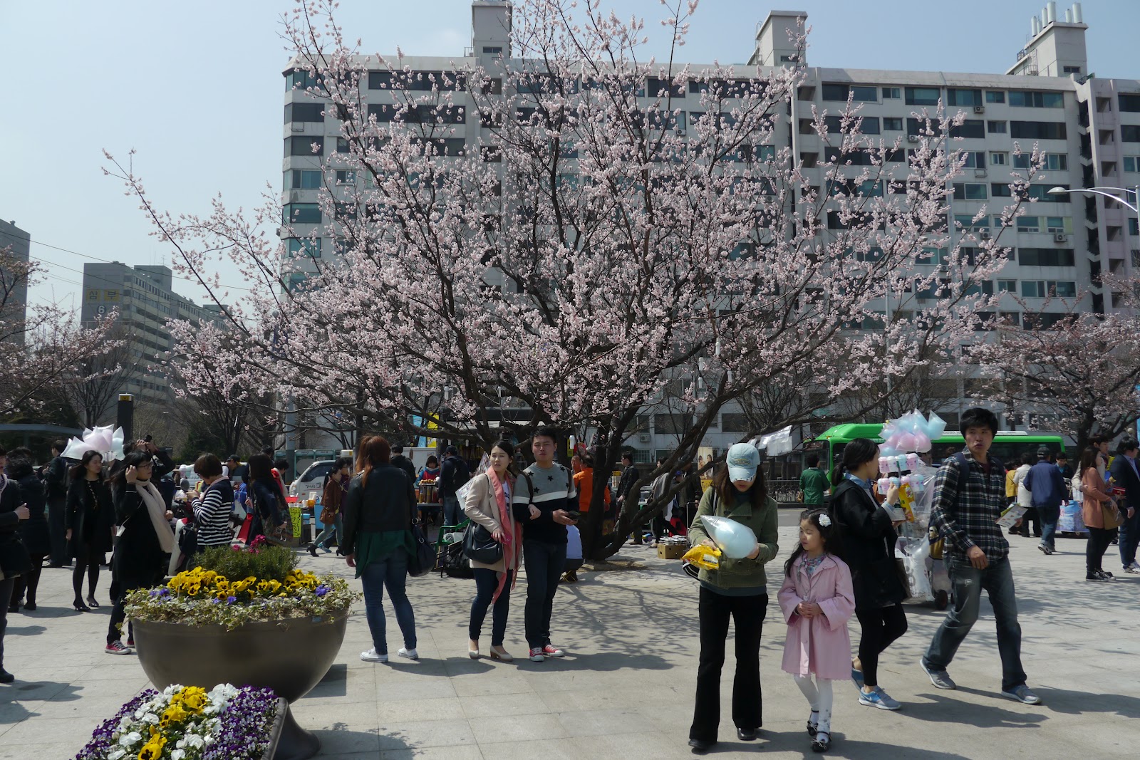 Hangang Yeouido Spring Flower Festival Koreabridge