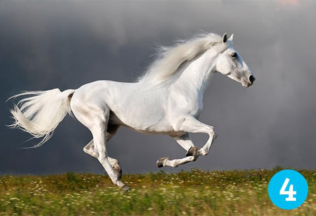Test: ¿Cuál caballo es el que más te gusta? El que selecciones te dirá tu fortuna