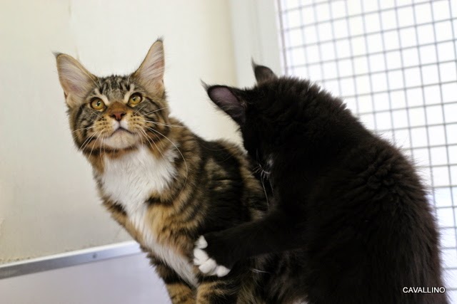 Cavallino 猫 ねこ ネコ ジェントルジャイアントになれるかな パセリの場合