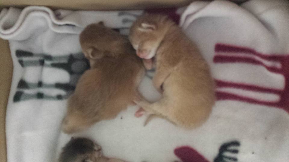 Mijn eigen dierenwereldje: mei 2016 Mijn eigen dierenwereldje: mei 2016