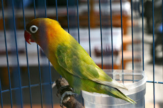 gambar lovebird juara lovebird juara