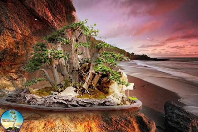 Wahong Sancang  Bahan Bonsai Yang Bandel