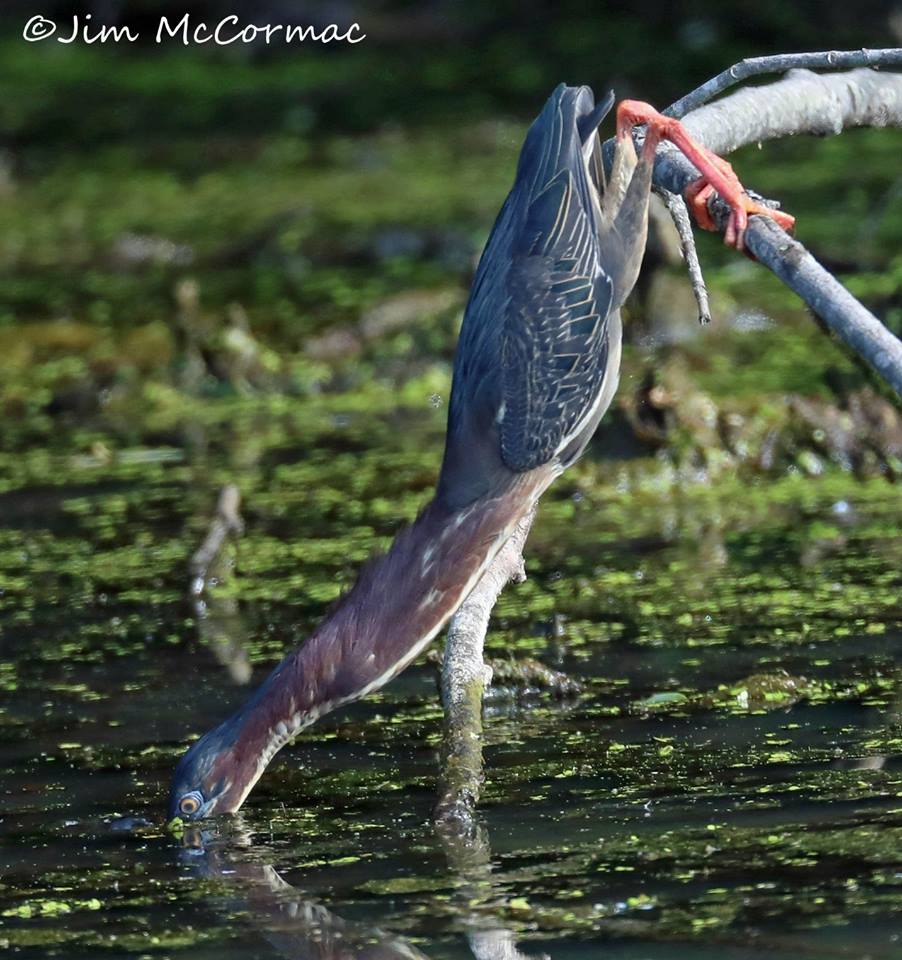 Ohio Birds and Biodiversity The amazing Green Heron