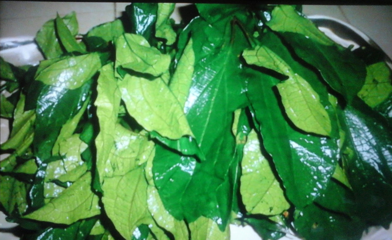 How To Start Ugu Farming (Fluted Pumpkin) Business In Nigeria And Make The Best Income In One Month