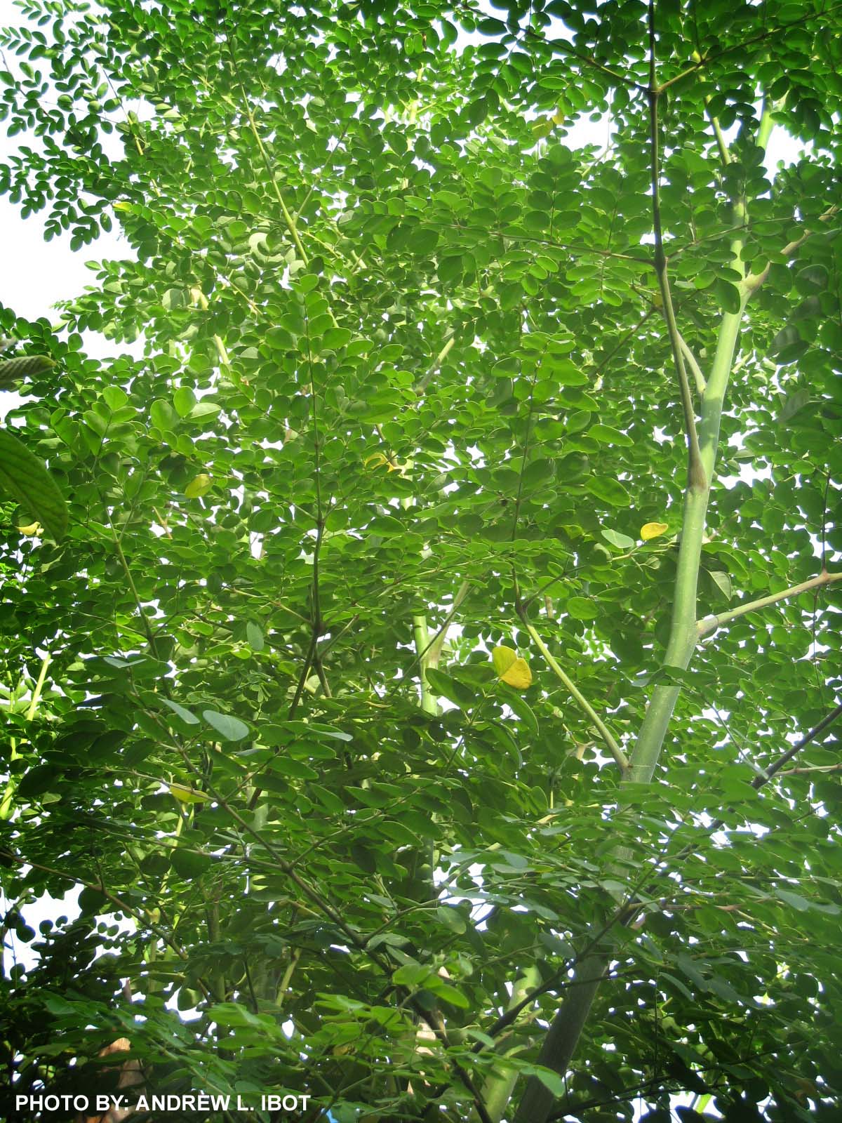 Let's Juice It Up! Malunggay Halamang Gamot / Herbal Medicine