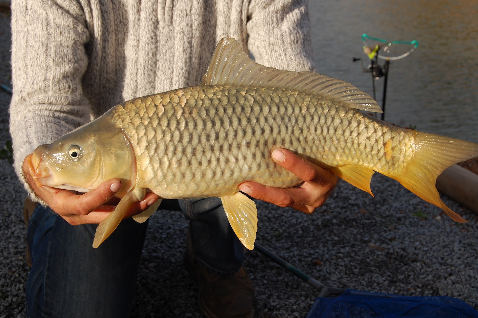 Hideaway Lakes Portugal Algarve Carp Fishing The Fish