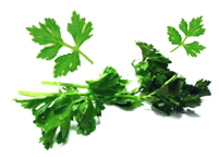 Celery Herbal Medicine to Cure High Blood Pressure