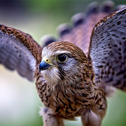 birds prey sweet sc charleston carolina bird south falcon