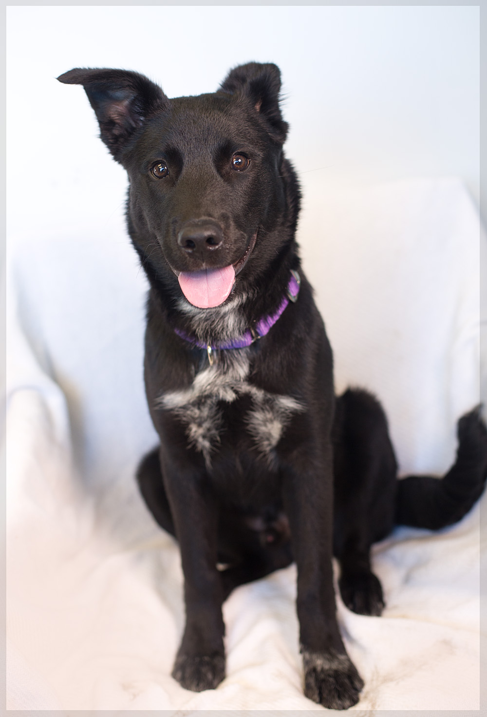 Shelter Dogs of Portland "JEDI" active sweetie Cattle dog/Lab mix
