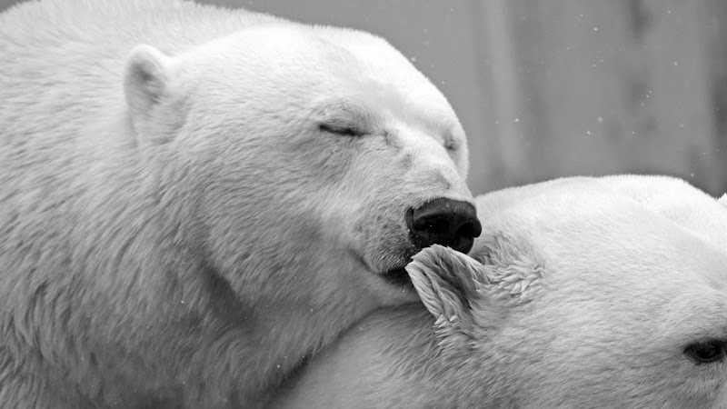 Polar Bears Affection