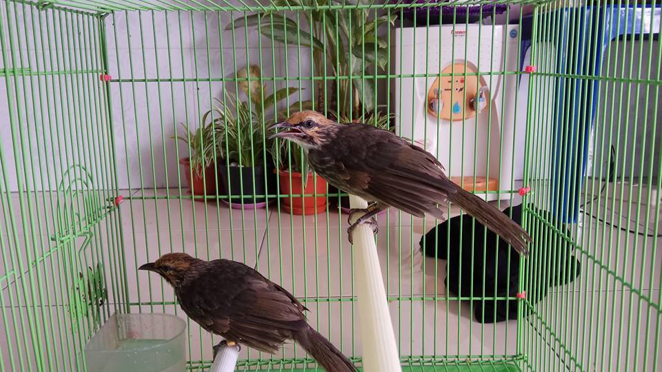 Peternak Murai Batu Medan Cucak Rowo Super Ropel