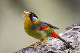 Burung Panca Warna Burung Panca Warna