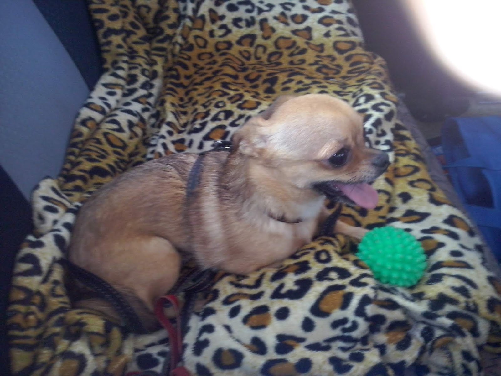 Гидроцефалия у чихуахуа. Течка у собак чихуахуа. Ожиревший чихуахуа. Чихуахуа гуляется. Собака рады.