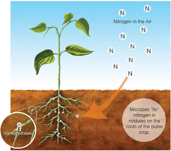 Plant Life: Nitrogen Fixation