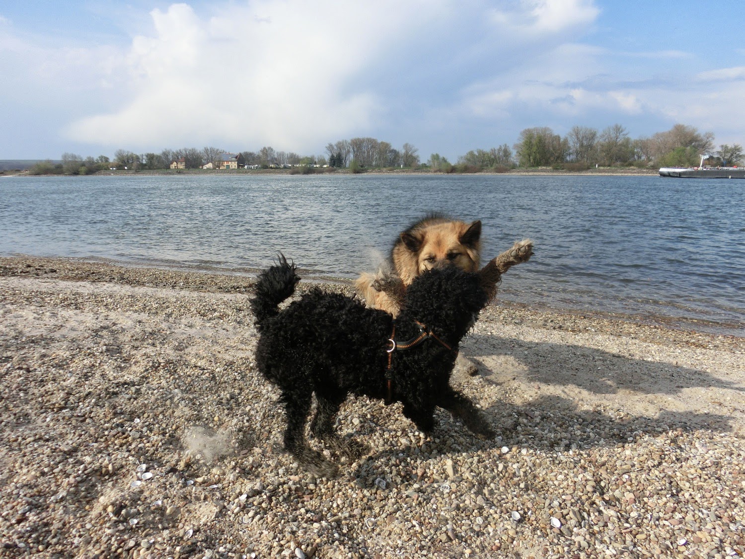 Der Pfotenblog Rund um den Hund FotoLoveStory Blacky und Manju am