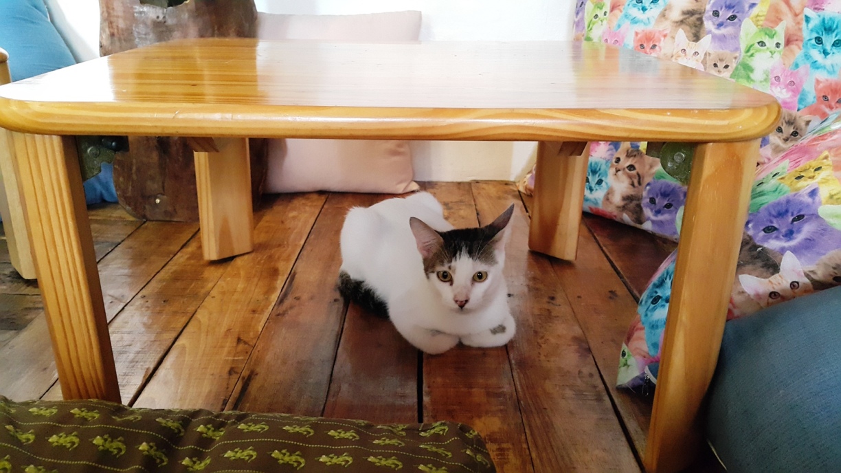 clipart cat under the table - photo #18