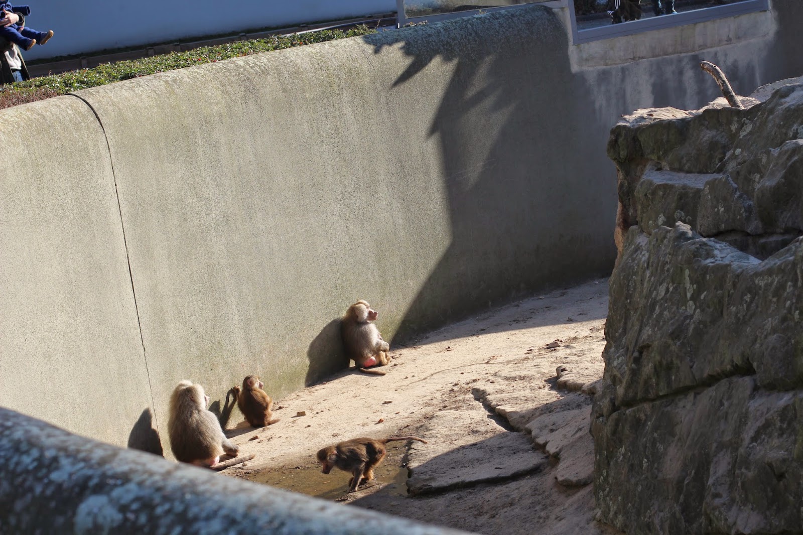 Paviane Berliner Zoo in der Sonne