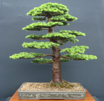 cedar bonsai trees