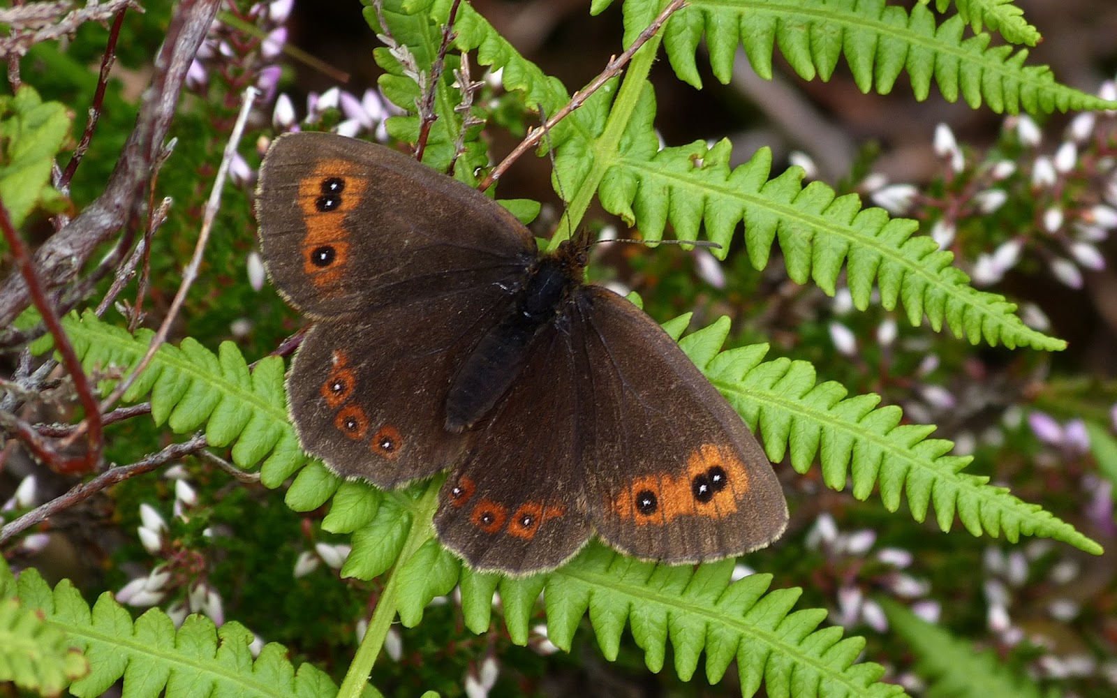 A Kilchoan Diary: The Insects of Beinn Bhreac