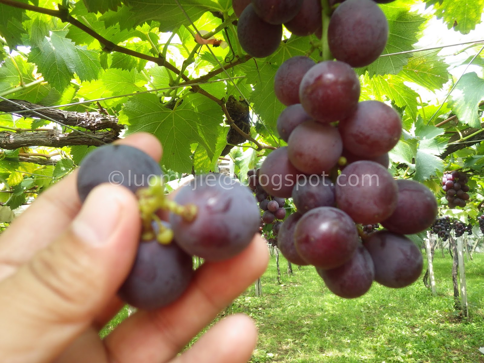 grape picking in Taichung Xinfeng Farm (新峰農場) [Heard it through the
