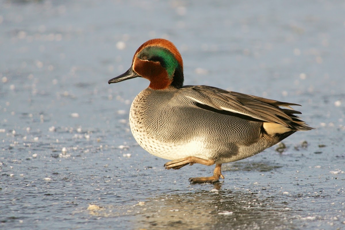 What Is The Value Of Bird Ringing What Is The Value Of Bird Ringing