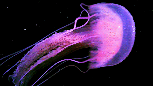 PrionicProtein: Cnidarios (medusas, pólipos y corales)