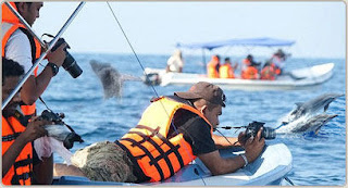 Whale and Dolphin watching in Sri Lanka