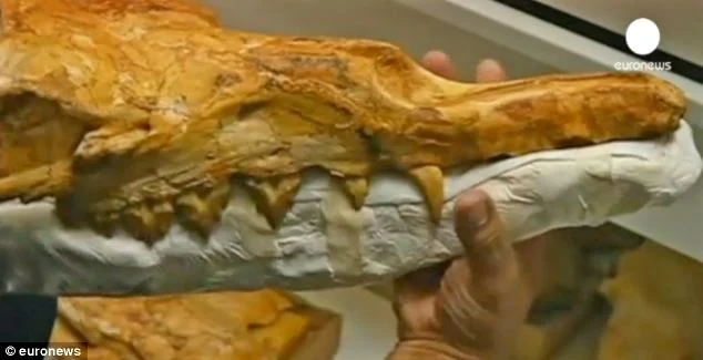 Walking Whale’ Fossil Discovered In Peru’s Ocucaje Desert