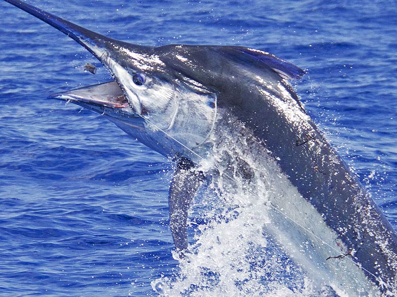 7 Daftar Ikan Terbesar Di Dunia, Yuk di simak! | Berita Jujur