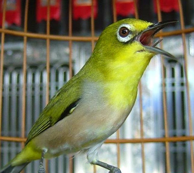 Tips dan Trik Agar Burung Pleci Cepat Gacor (Berbunyi) - CARA BINATANG