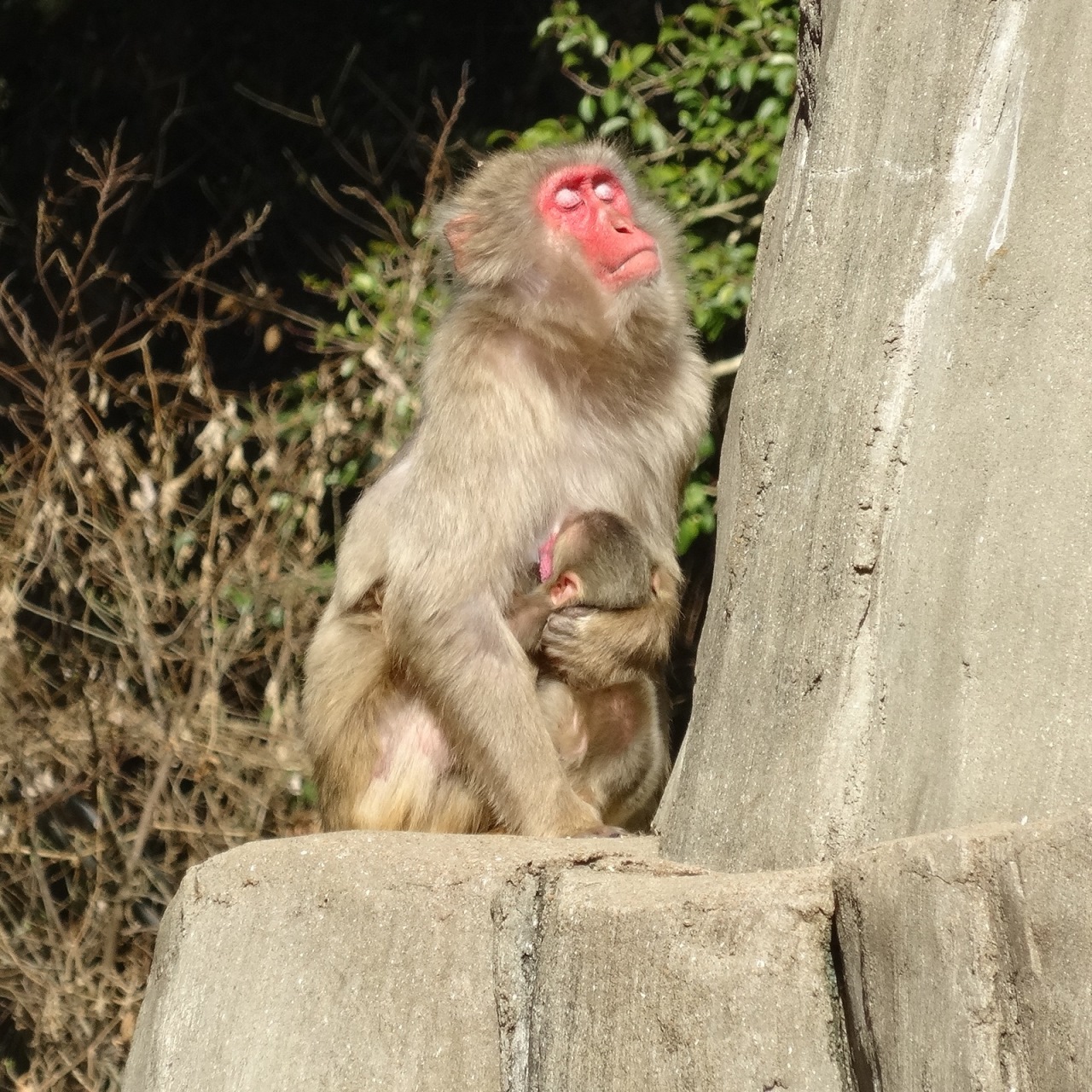 福岡市動物園ブログ ニホンザルの赤ちゃんが申 さる 年に誕生