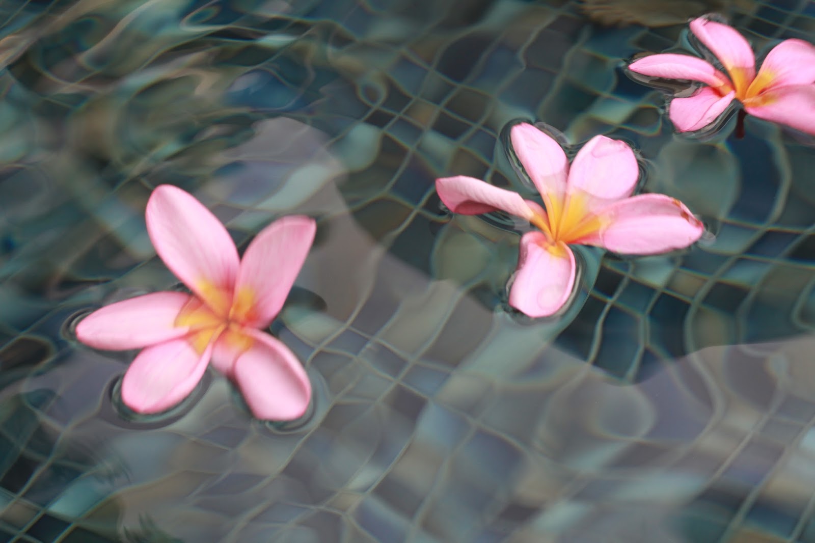 Floating pink flowers in a tiled pool free picture for commercial use