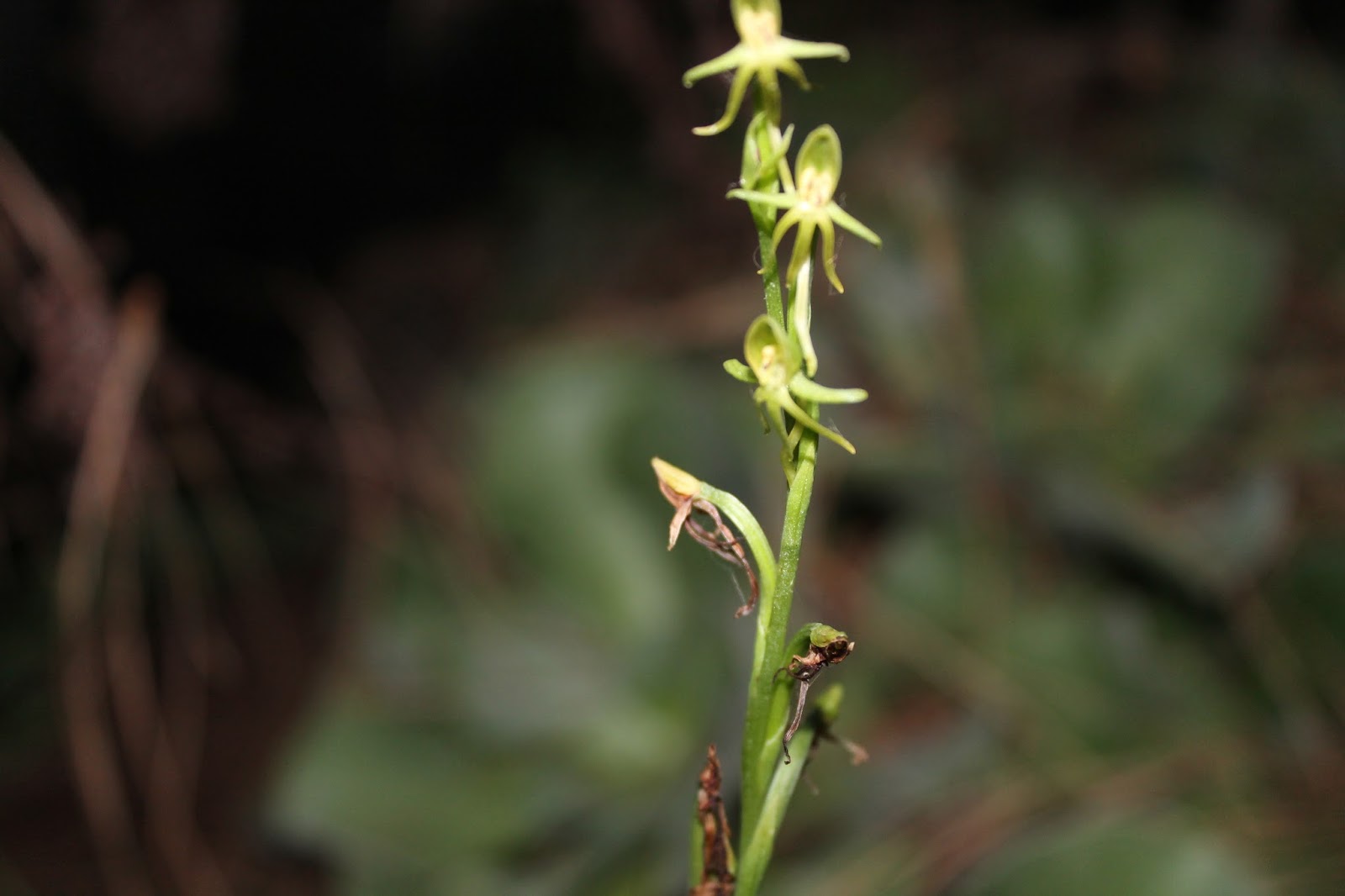 Habenaria tridactylites (Orquídea de tres dedos)